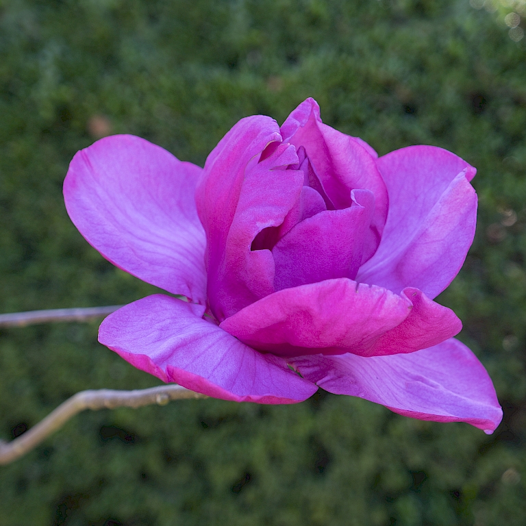 Große Blüten der neuen Magnolie Meganolia®
