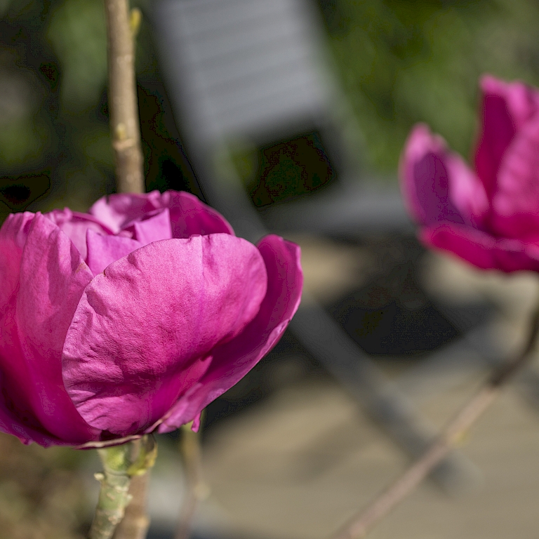 Pinkfarbene, große Blüten der winterharten Magnolie Meganolia®