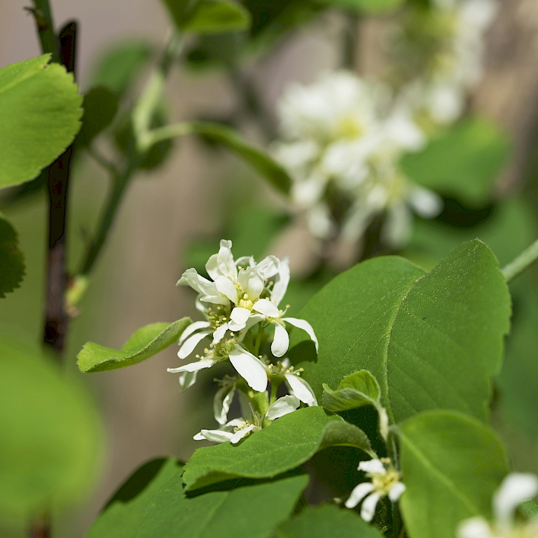 Edel und dekorativ – die Blüte der Saskatoon Berry®