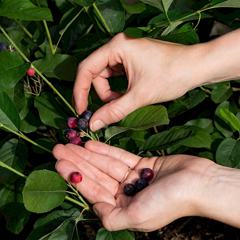 Frische Ernte aus dem eigenen Garten – mit der Saskatoon Berry®