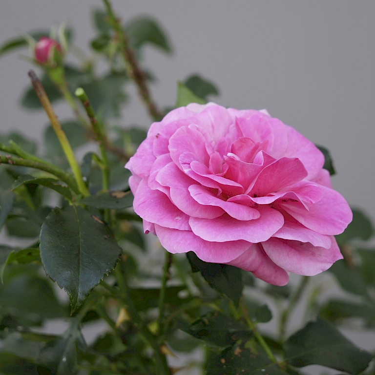 Nahaufnahme einer Rose nach dem Gebrauch von Lucky Plant®
