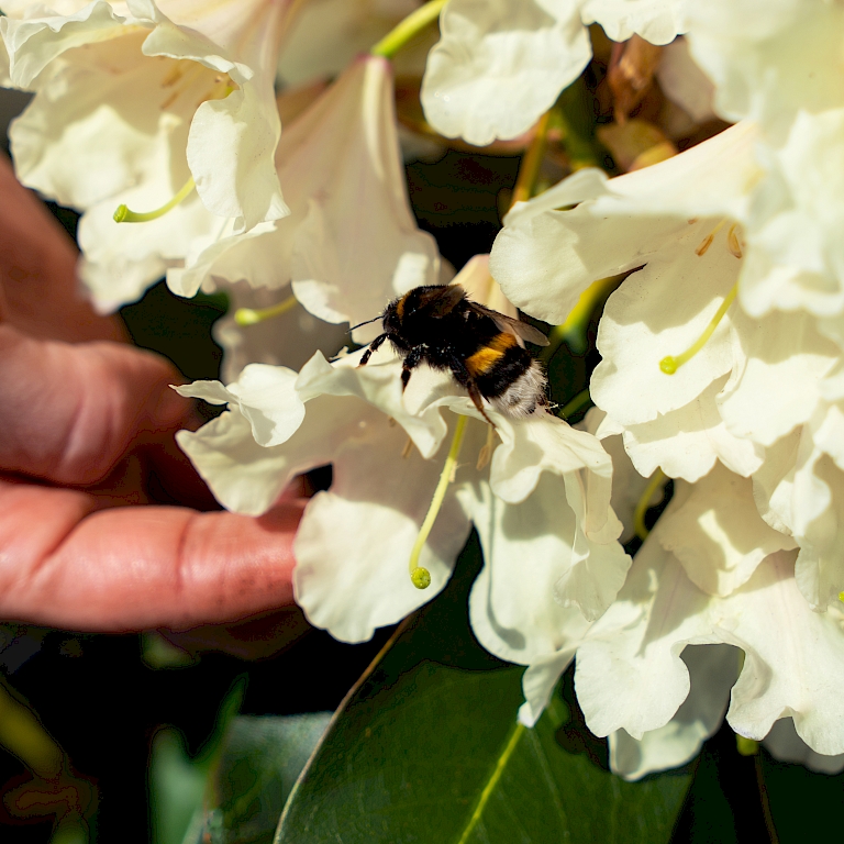 Zieht nutzbringende Insekten wie Bienen, Hummeln und Schmetterlinge wie magisch an - die INKARHO®-Dufthecke