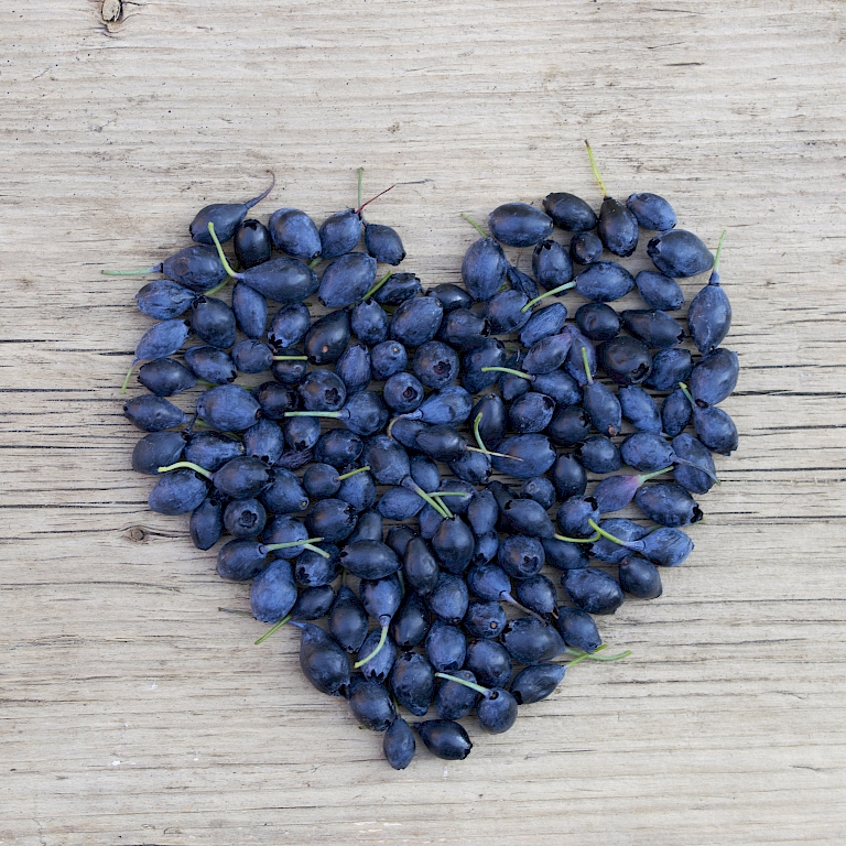 Herzdekoration mit der 4-Monats-Blaubeere Lucky Berry®