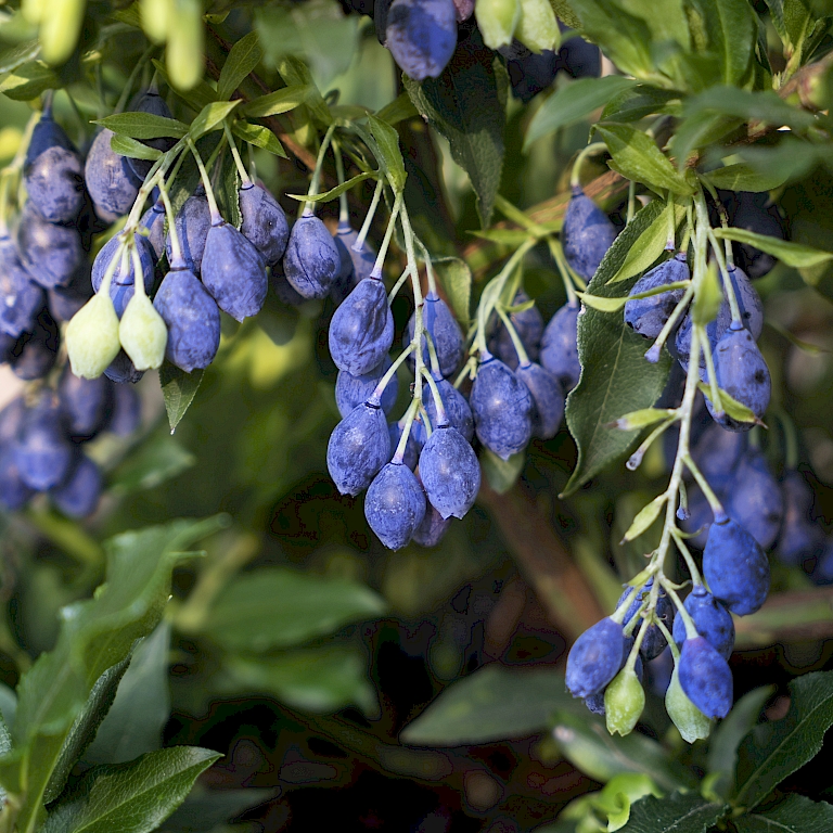 Nahaufnahme der Früchte von der 4-Monats-Blaubeere Lucky Berry®