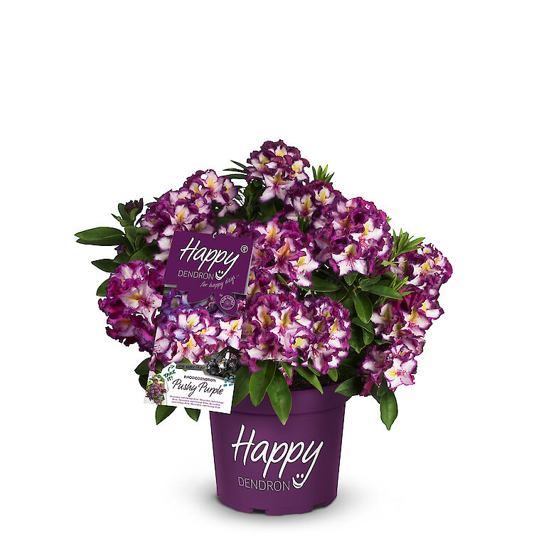 Überzeugt mit auffälliger, dreifarbiger Blüte und modernem Design am PoS - INKARHO Happydendron® Pushy Purple im 5-Liter-Topf