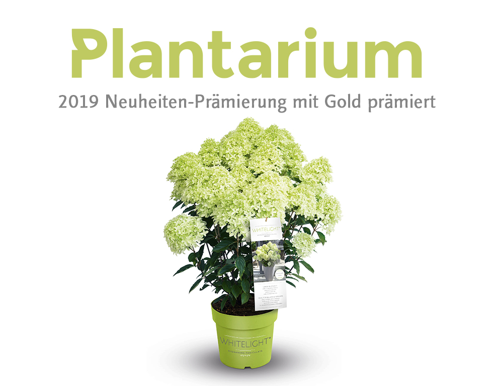 Diderk Heinje Pflanzenhandelges. Whitelight® Plantarium 2019 Neuheiten Gold