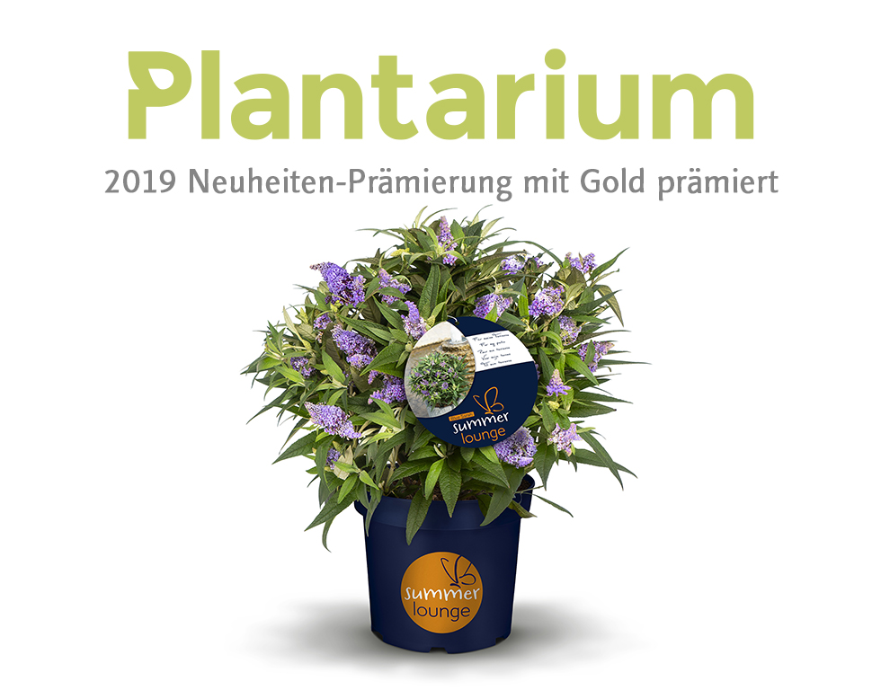 Diderk Heinje Pflanzenhandelges. Zwergbuddleja Summerlounge 'Blue Sarah' Plantarium 2019 Neuheiten Gold