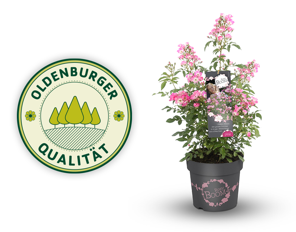 Diderk Heinje Pflanzenhandelges. Rosy Boom® Oldenburger Vielfalt Pflanzenneuheiten 2019