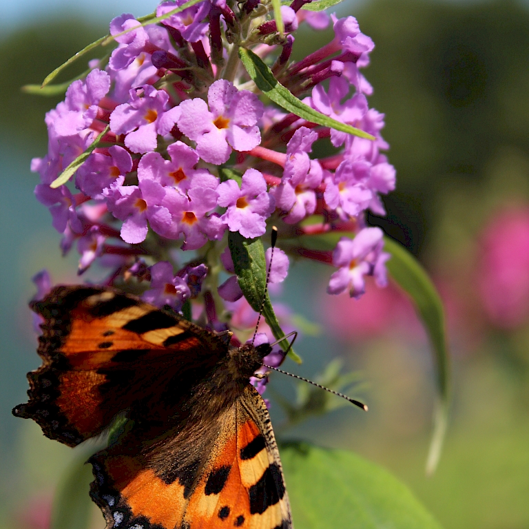 Beispielbild aus der Harries Plantpics Datenbank – Buddelja davidii mit Schmetterling
