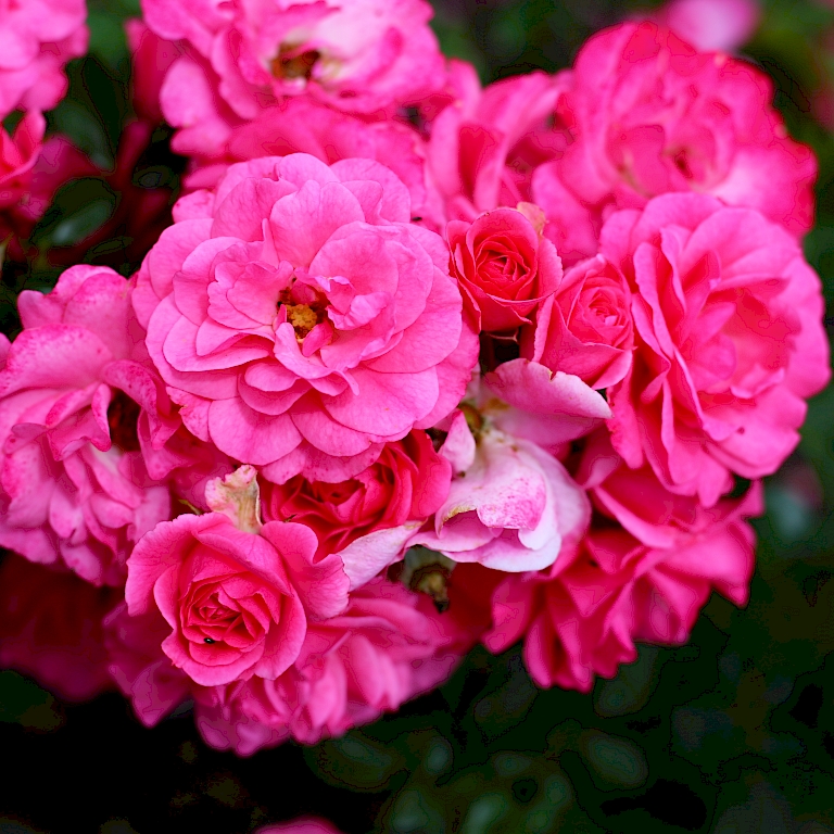 In der Harries Plantpics Bilddatenbank finden sich viele Rosensorten wie Rosa 'mirato'