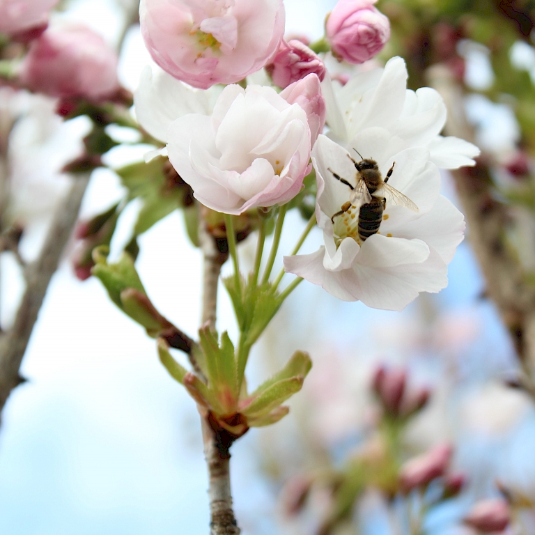 Prunus serrulata mit einer Biene – Harries Plantpics