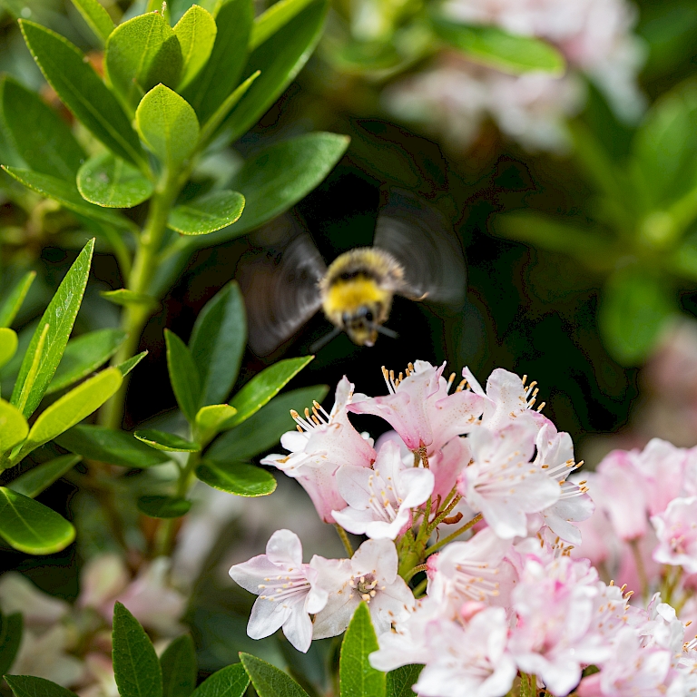 Die zarten Blüten des Bloombux® bieten Bienen und Insekten eine Nahrungsquelle