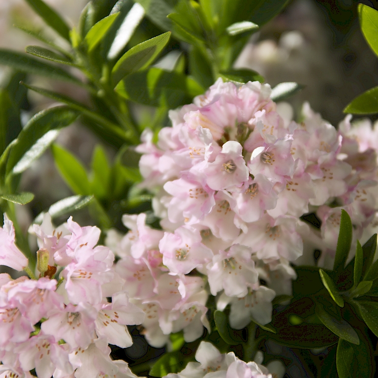 Die zarten Blüten des Bloombux® bieten Hummeln und Insekten eine Nahrungsquelle