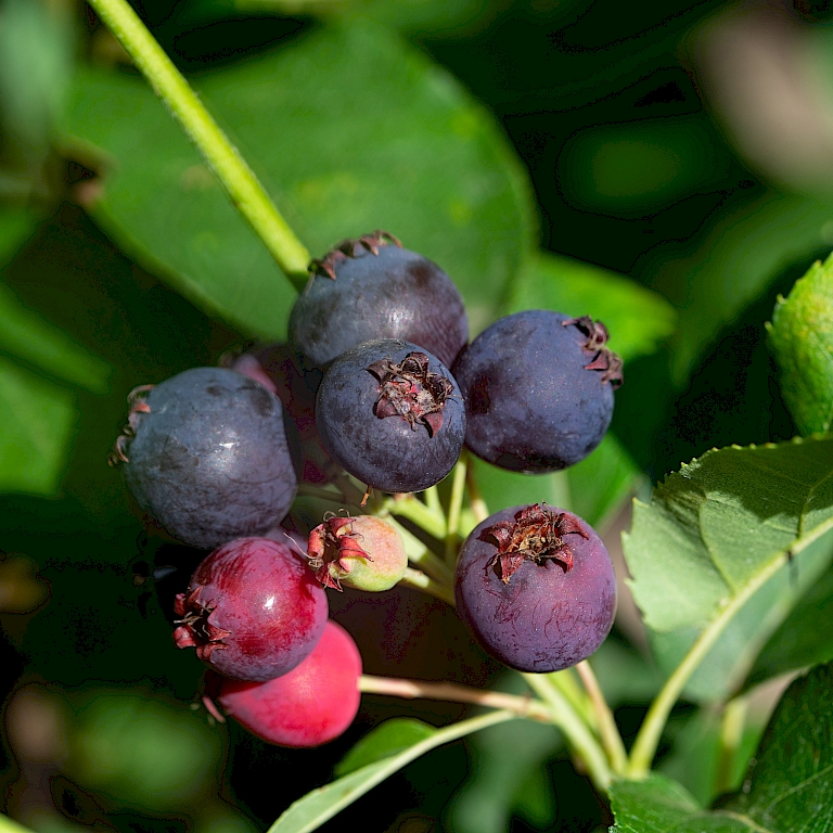 Saskatoon Berry® am Strauch
