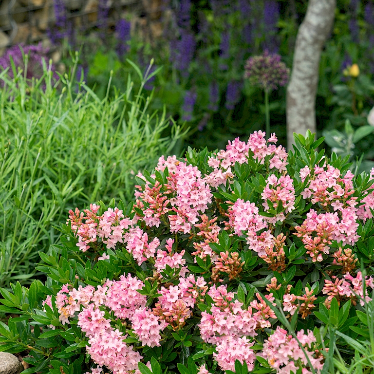 Auf lockerem Gartenboden an einem sonnigen bis halbschattigen Standort fühlt sich Bloombux® Magenta am wohlsten