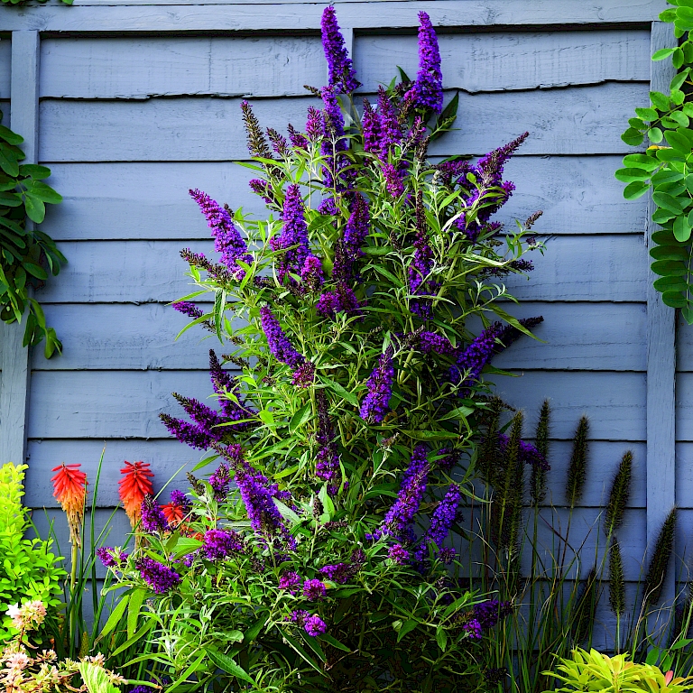 Der Säulen-Schmetterlingsflieder `Butterfly Tower` hat violett-purpurfarbene Blüten.