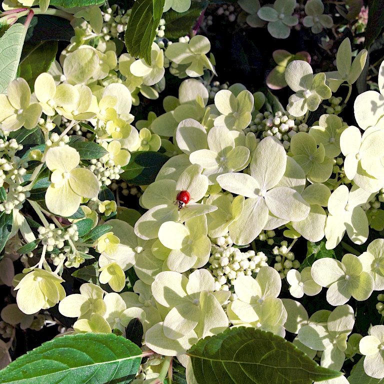 Die Blüten der Hydrangea (S)witch® Ophelia starten im Juni Limonengelb