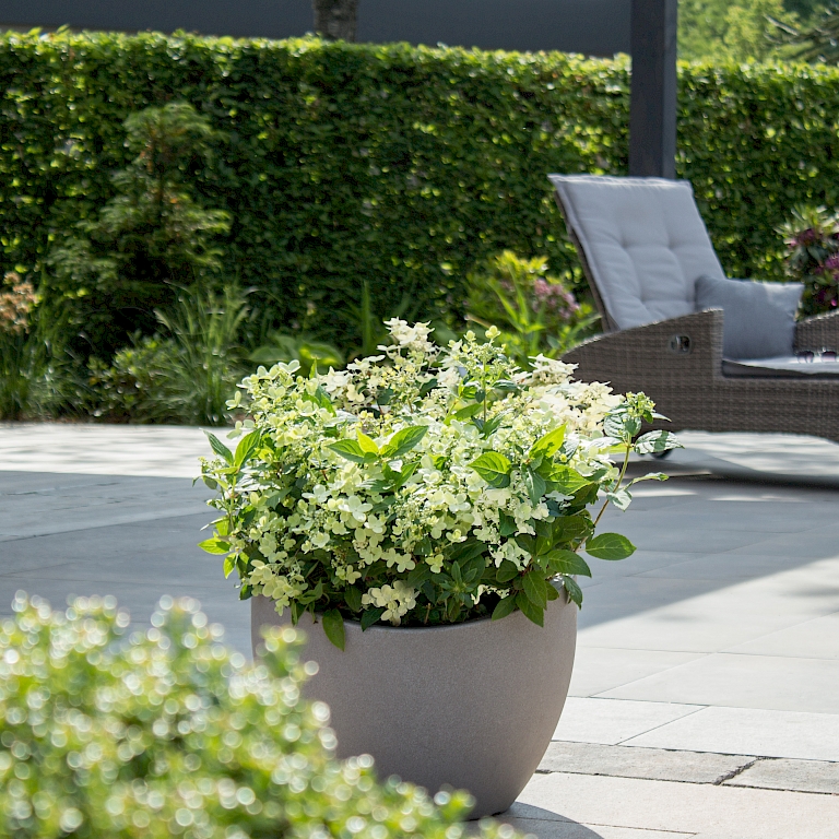 Hydrangea (S)witch® eignet sich speziell für die Bepflanzung in Kübeln für Terrasse und Balkon
