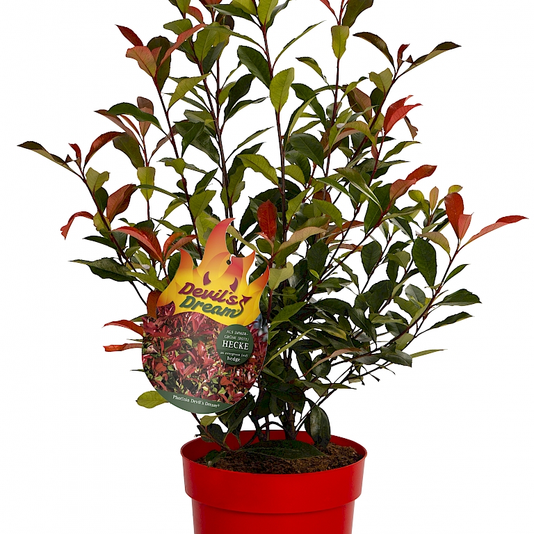 The red-leaved Photinia Devil's Dream® grows broadly bushy and loosely upright.