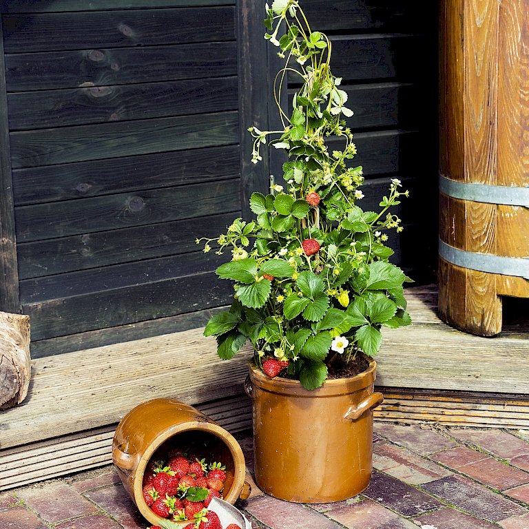 4-Monats-Erdbeere Lucky Berry® auch dekorativ im Kübel am Hauseingang