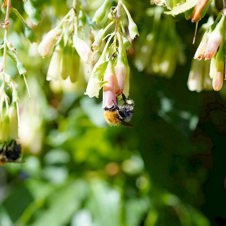 Auch Bienen fliegen auf die 4-Monats-Blaubeere Lucky Berry®