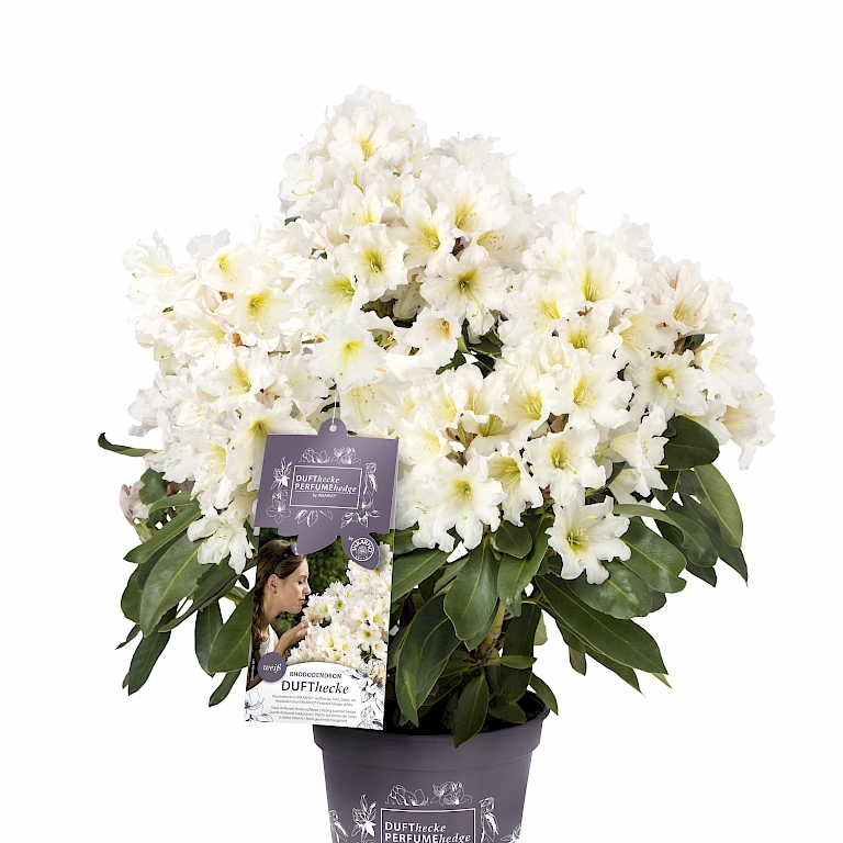 INKARHO®-Dufthecke Weiß ist besonders pflegeleicht und geeignet als Kübelpflanze