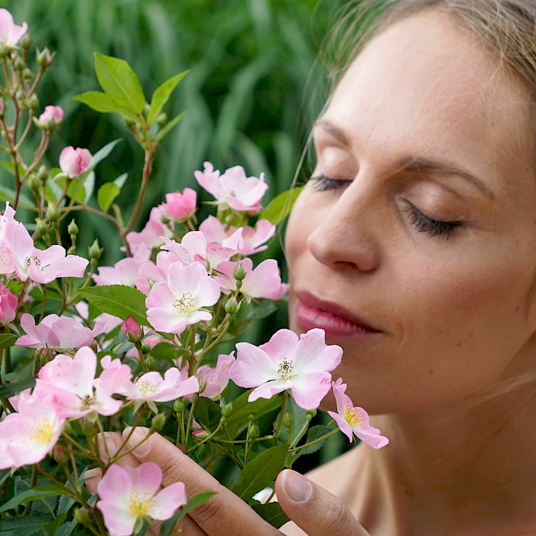 Die Wildrose Rosy Boom® hat viele, rispenartig angeordnete Blüten und Knospen