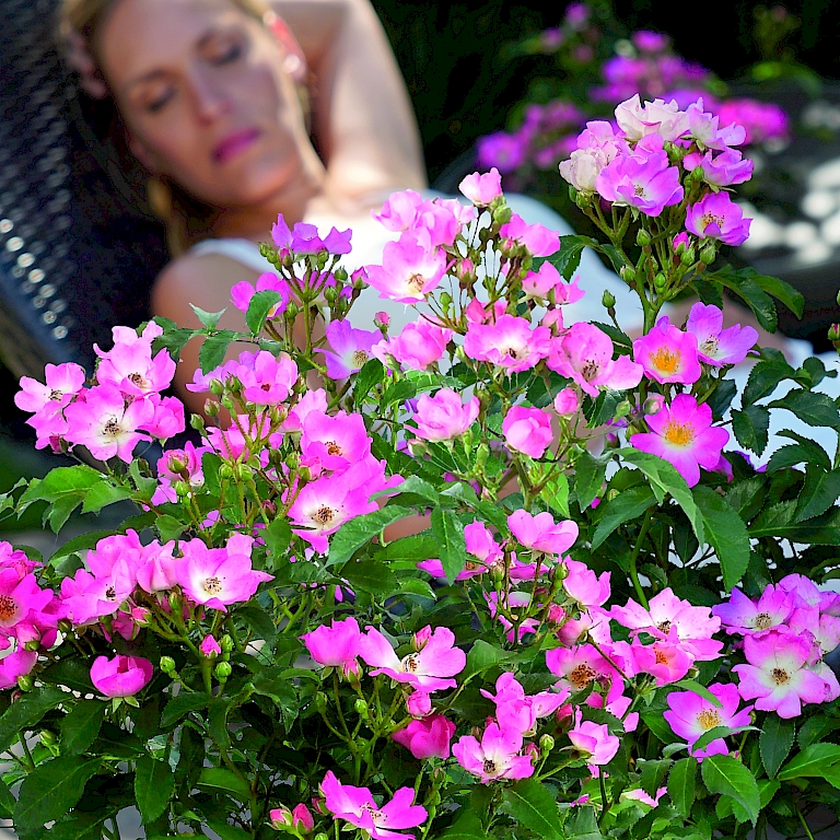 Kompakter Wuchs und viele offene Blüten - die Wildrose Rosy Boom®