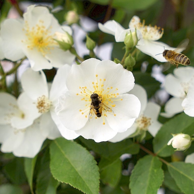 Rosy Boom® in Weiß als Nahrungsquelle für Bienen