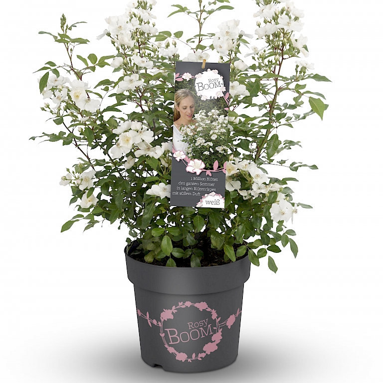 Weiße Wildrose Rosy Boom® - blütenreich und bienennährend