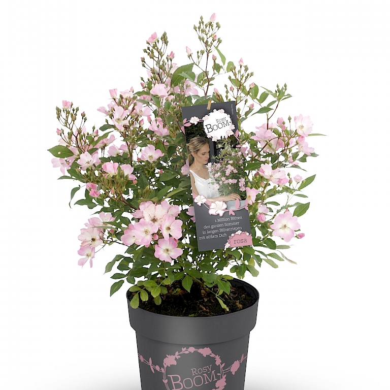 Wie eine Million Blüten - die Wildrose Rosy Boom® in zartem Rosa