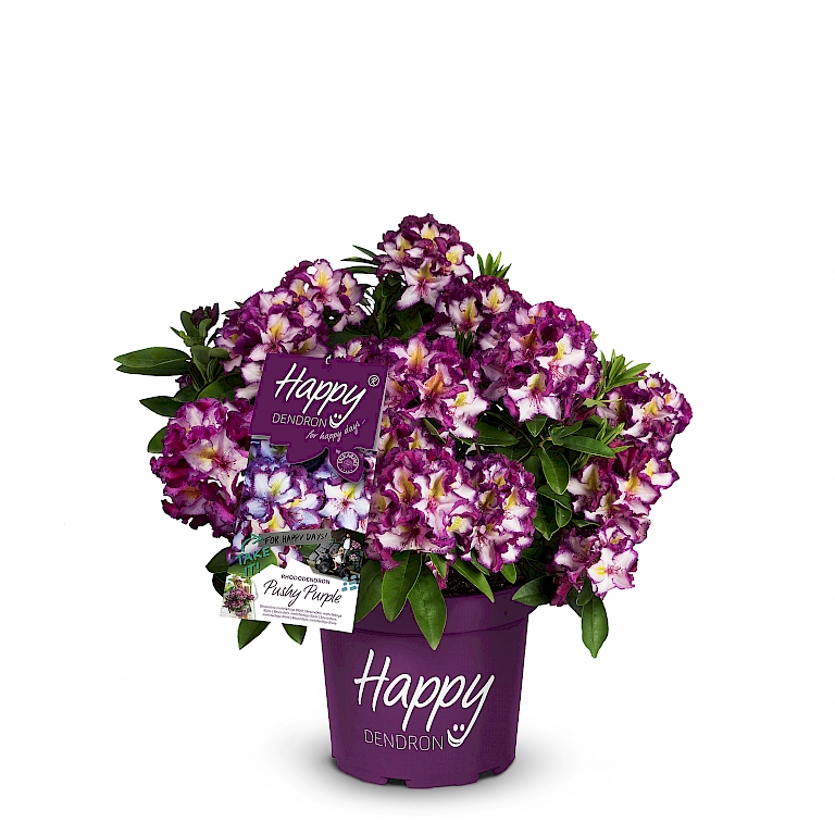 Begeistert mit seiner dreifarbigen Blüte – Happydendron® Pushy Purple
