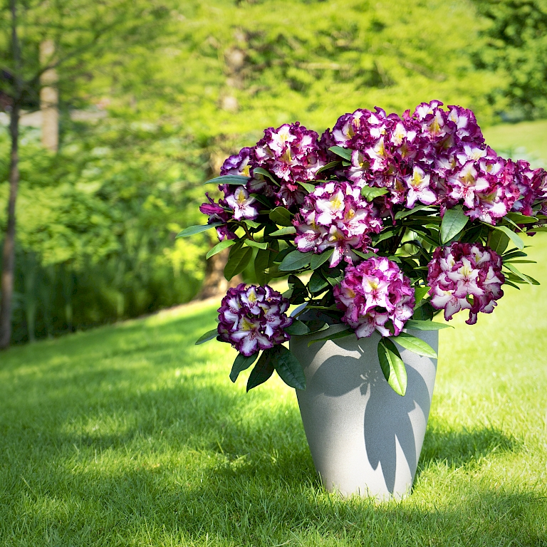 Frisches Blattgrün und intensive Farben - der winterharte Rhododendron Happydendron® Pushy Purple