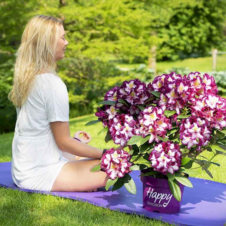Unkompliziert, pflegeleicht und in nahezu jedem lockeren Gartenboden wachsend - Happydendron® Pushy Purple von INKARHO®