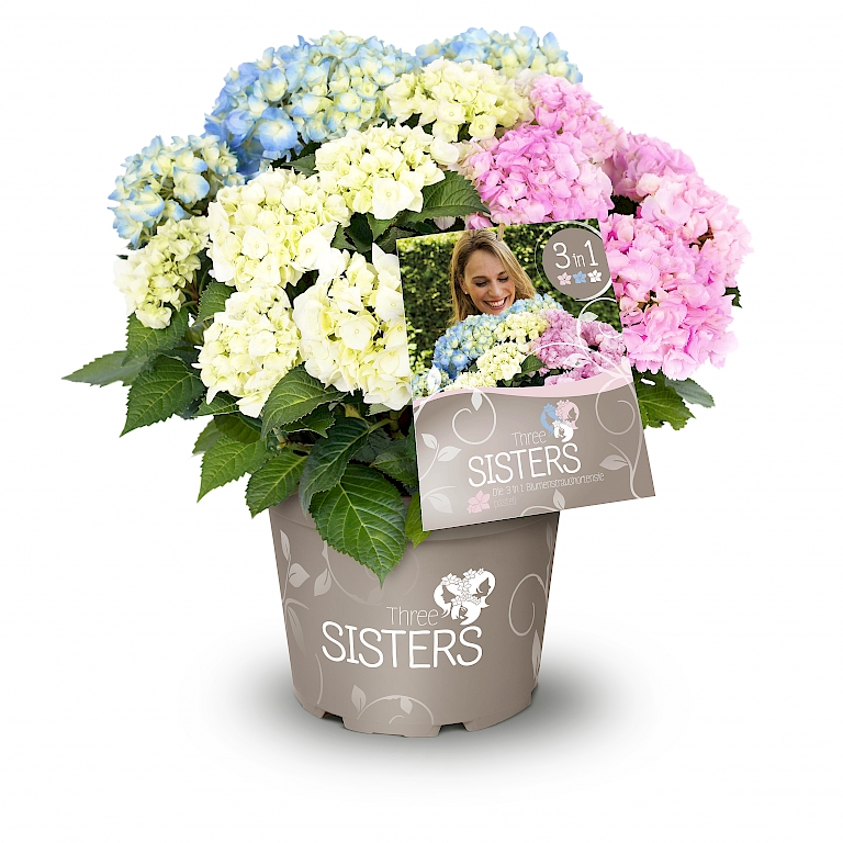 Three Sisters® – die Blumenstraußhortensie eignet sich wunderbar als Geschenk