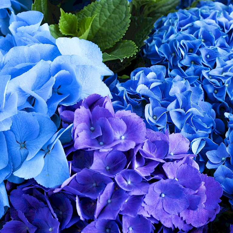 Three Sisters® – Nahaufnahme der blauen Blüten