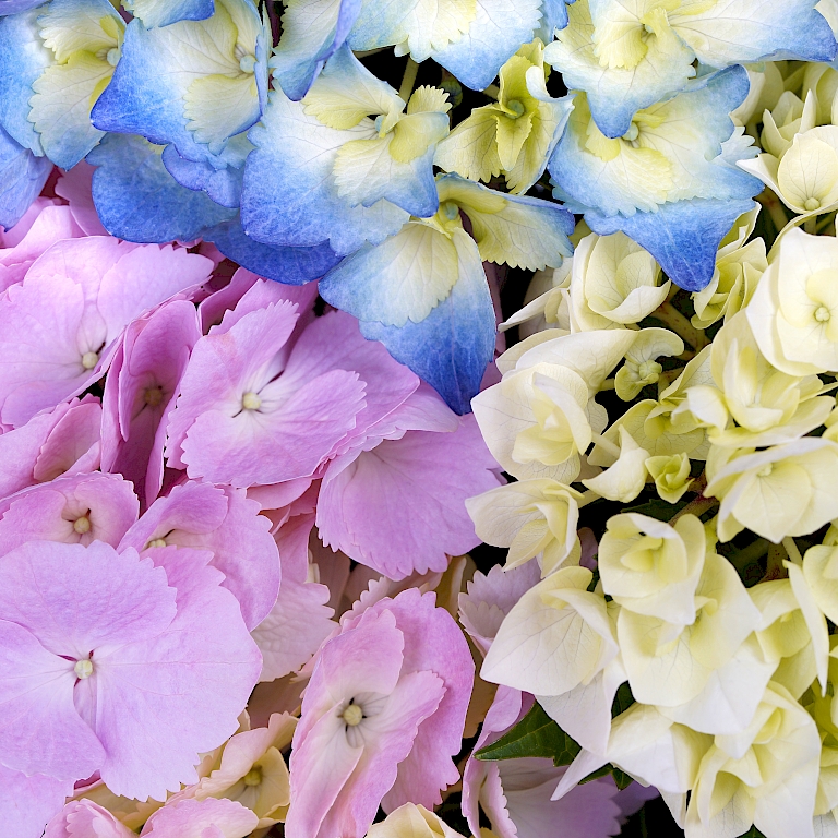 Three Sisters® – Nahaufnahme der pastellfarbenen Blüten