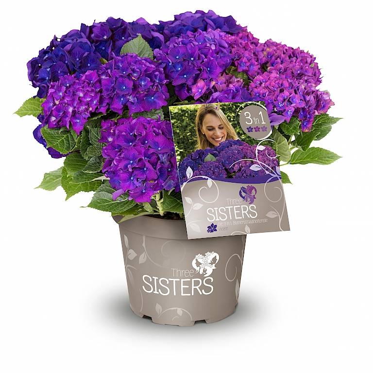 Three Sisters® in violetter Kombination
