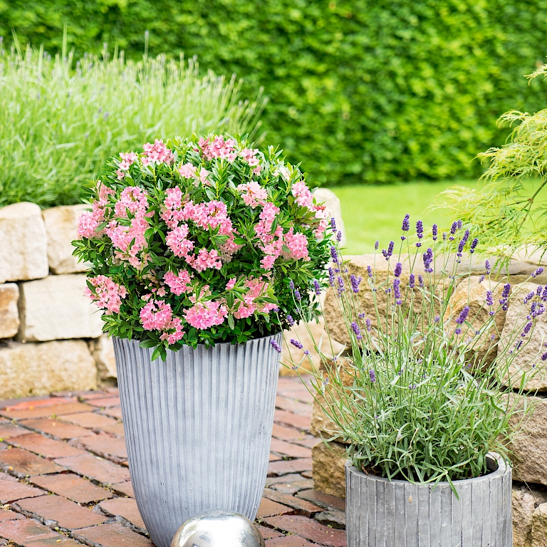 As a potted solitary, the Bloombux® Magenta is a real eye-catcher