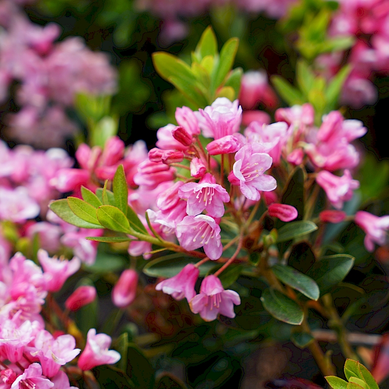 Evergreen, tolerant to pruning and with an abundance of summer blossoms – that's the Bloombux® Magenta