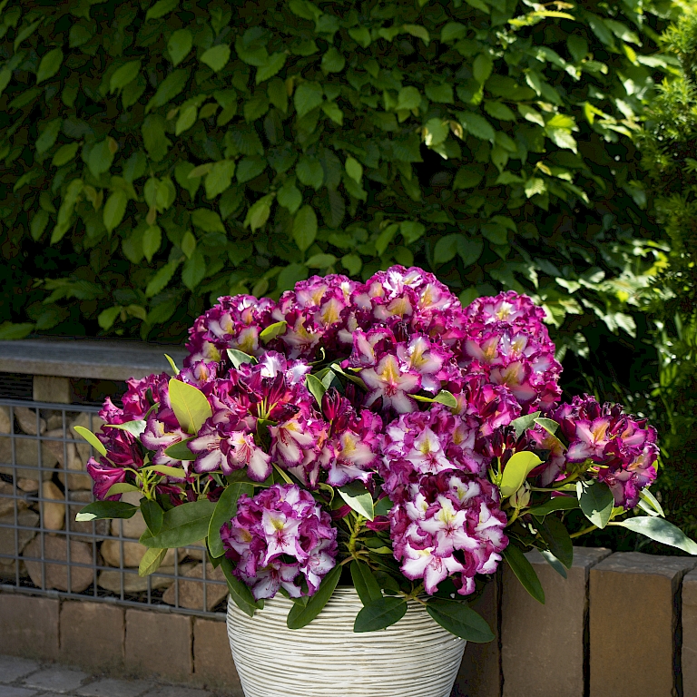 La floraison multicolore de Happydendron® Pushy Purple en pourpre et violet