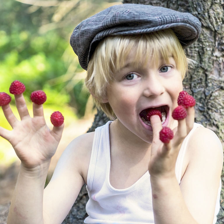 En spisenydelse for store og små – de 4-måneders hindbær Lucky Berry