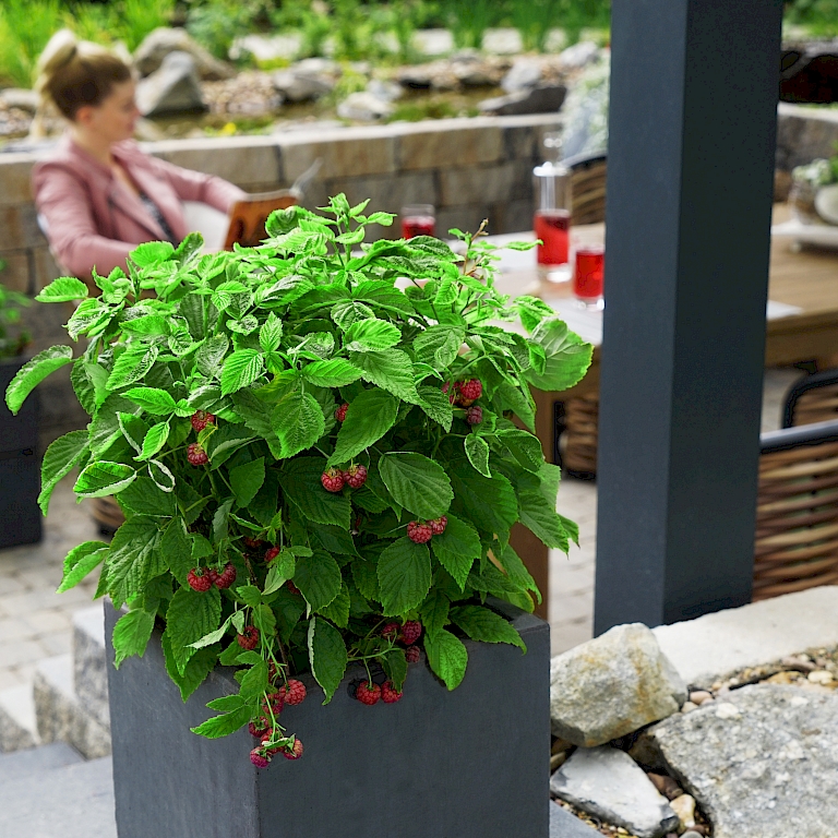 A fruity-green highlight for small (roof) patios and balconies - the Lucky Berry respberry