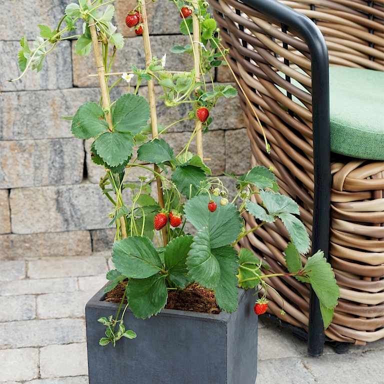 The 4-month trellis-grown strawberry promises easy picking