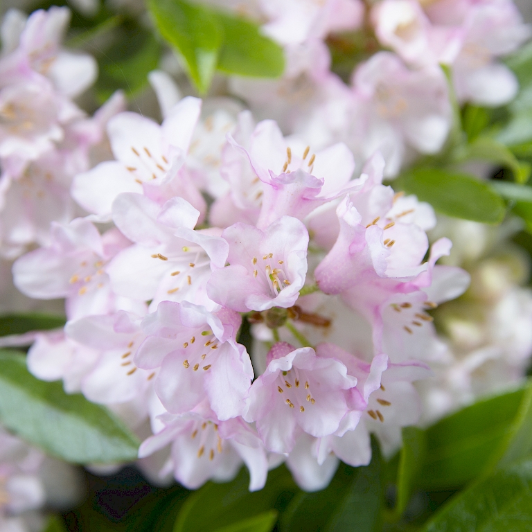 Die rosafarbenen Blüten stehen im schönen Kontrast zum dichten Blattgrün – Bloombux®