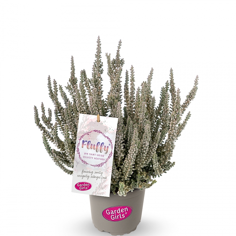 The main attraction of this Calluna is its soft, slightly fluffy, silver-coloured foliage