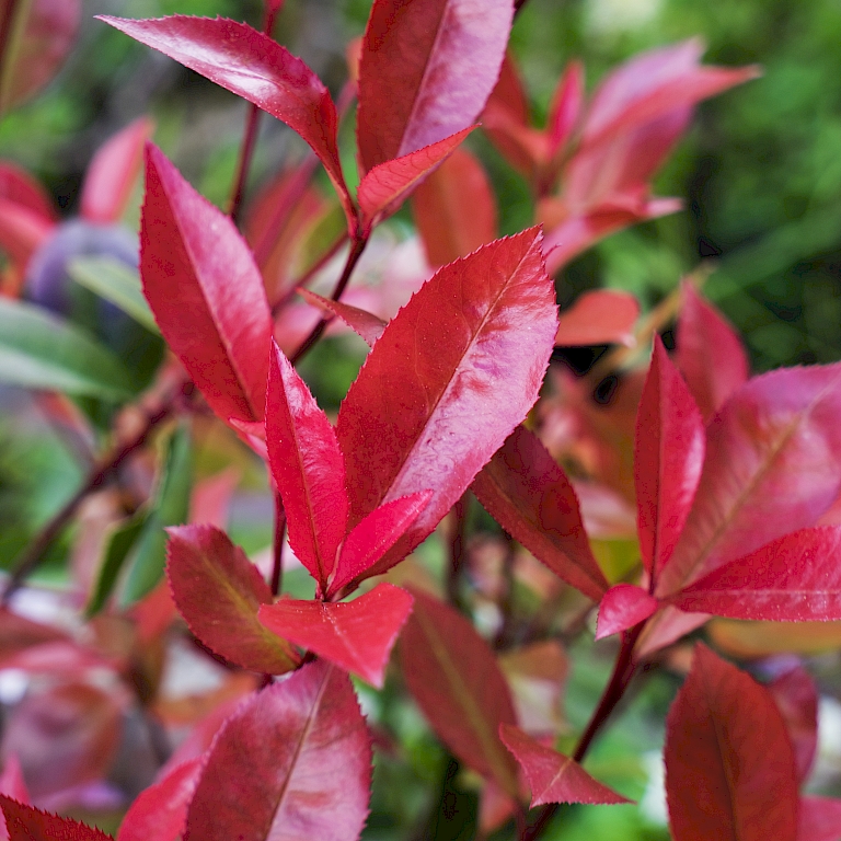 A close-up view of Photinia Devil's Dream®