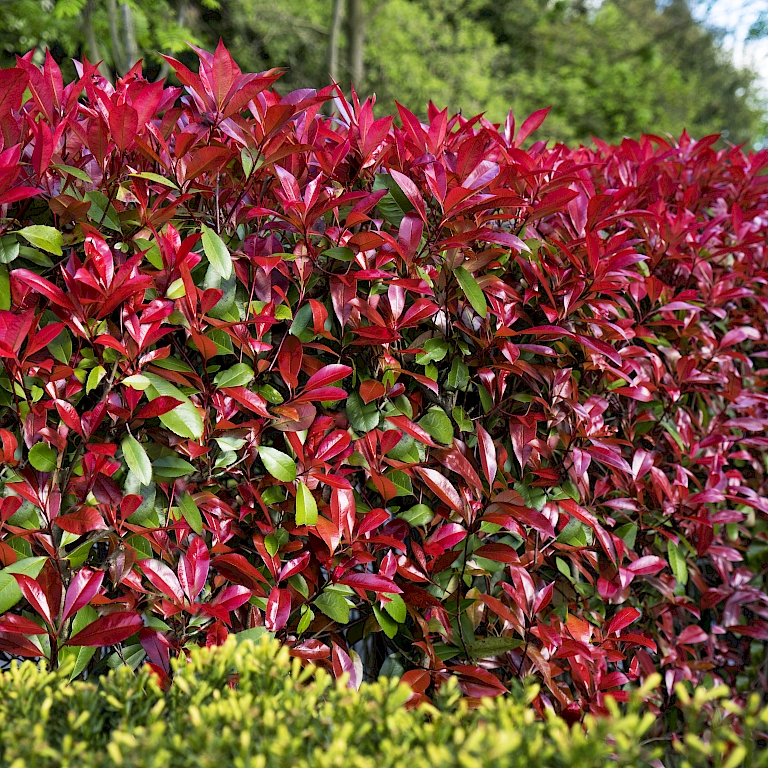 Heavenly red - a Photinia Devil's Dream® hedge