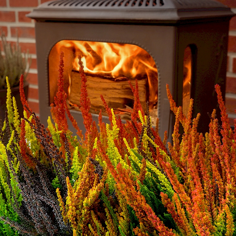 As decoration, Sunset-Fire by Gardengirls provides atmospheric moments